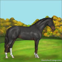 Horse Color:Liver Red Roan 