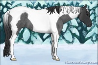Horse Color:Blue Roan Tobiano