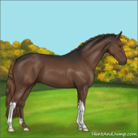 Horse Color:Liver Chestnut 