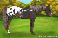 Horse Color:Liver Chestnut Appaloosa 