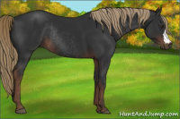 Horse Color:Liver Chestnut Rabicano 