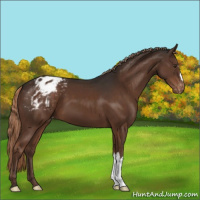 Horse Color:Liver Chestnut Appaloosa 