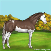 Horse Color:Liver Chestnut Splash Varnish 