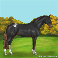 Horse Color:Liver Chestnut Varnish 