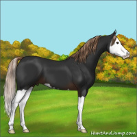 Horse Color:Liver Chestnut Splash