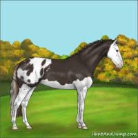 Horse Color:Liver Chestnut Splash Appaloosa 