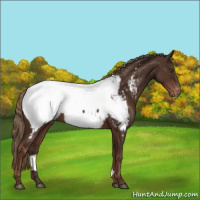 Horse Color:Liver Chestnut Snowcap 