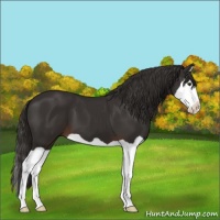 Horse Color:Liver Chestnut Splash 
