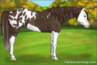 Horse Color:Liver Chestnut Splash Appaloosa 