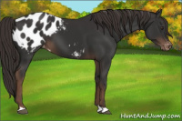Horse Color:Liver Chestnut Appaloosa 