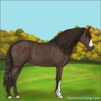 Horse Color:Liver Chestnut 