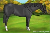 Horse Color:Smoky Black