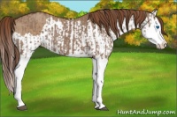 Horse Color:Liver Red Dun Splash  and Red Dun Splash 