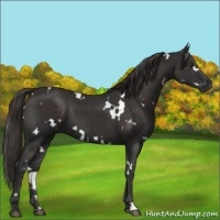 Horse Color:White Spotted Liver Chestnut 
