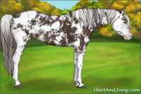 Horse Color:Liver Chestnut Sabino Varnish