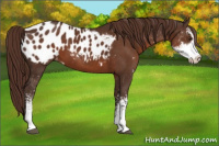 Horse Color:Liver Chestnut Sabino Appaloosa 