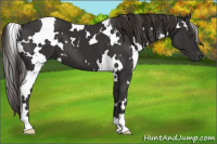 Horse Color:White Spotted Liver Chestnut 