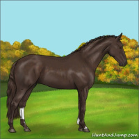 Horse Color:Liver Chestnut 