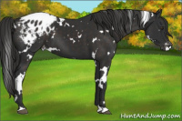 Horse Color:White Spotted Liver Chestnut Appaloosa 