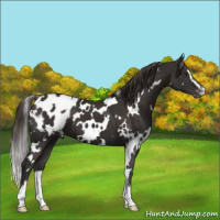 Horse Color:White Spotted Liver Chestnut Sabino Appaloosa 