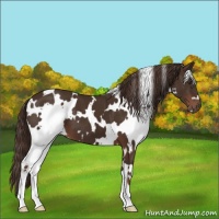 Horse Color:White Spotted Liver Chestnut 