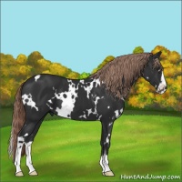 Horse Color:White Spotted Liver Chestnut Sabino 