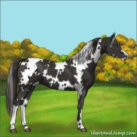 Horse Color:White Spotted Liver Chestnut