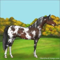 Horse Color:White Spotted Liver Chestnut 