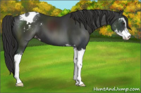 Horse Color:Liver Chestnut Sabino Appaloosa 