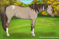 Horse Color:Liver Red Dun Appaloosa 