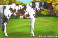 Horse Color:White Spotted Liver Chestnut 