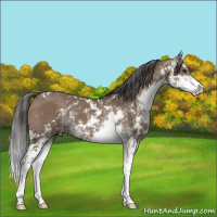 Horse Color:Liver Red Dun Sabino 