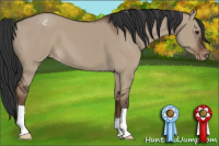 Horse Color:Liver Red Dun Appaloosa 