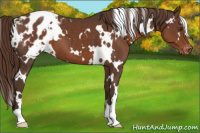 Horse Color:White Spotted Liver Chestnut Appaloosa