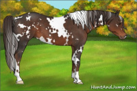 Horse Color:White Spotted Liver Chestnut 