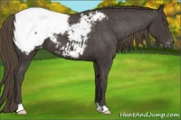 Horse Color:Smoky Black Snowcap 