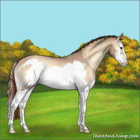 Horse Color:Red Dun Roan Onyx Splash Frame