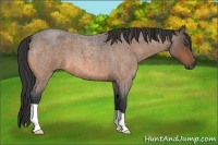Horse Color:Buckskin Roan 