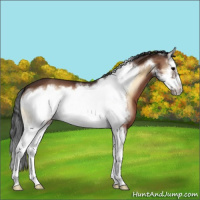 Horse Color:Bay Onyx Splash Frame 