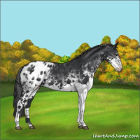 Horse Color:White Spotted Black Tobiano Blanket 