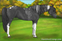 Horse Color:Blue Roan Tobiano 