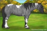 Horse Color:Blue Roan Tobiano 