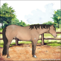 Horse Color:Sable Champagne