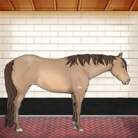 Horse Color:Amber Champagne Appaloosa 
