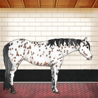 Horse Color:Bay Appaloosa 