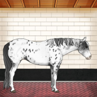 Horse Color:White Spotted Black Appaloosa 