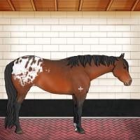 Horse Color:Brown Appaloosa 