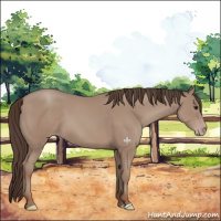 Horse Color:Classic Champagne 