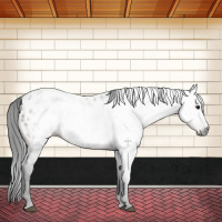 Horse Color:Gray Brown Appaloosa 