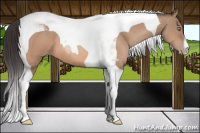 Horse Color:Sable Champagne Tobiano 